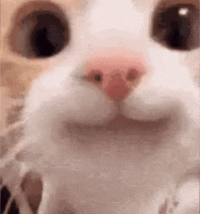 meow
